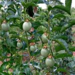 Fruit farming: The Best Idea You’ve Ever Had