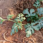 10 things to know before starting fruit farming
